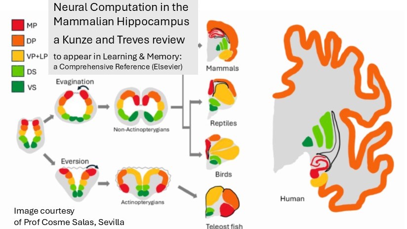 KT
                  hippocampal review