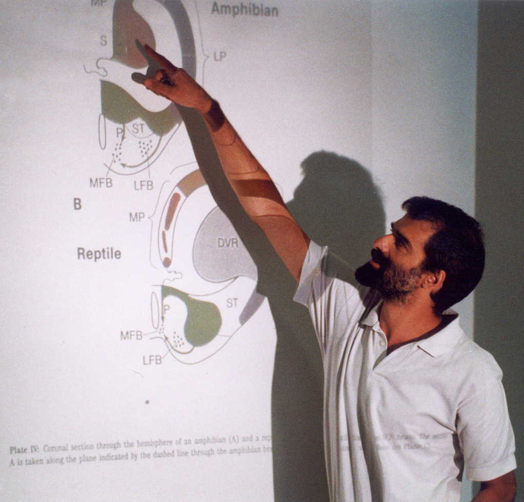 Lecturing on mammalian cortices...