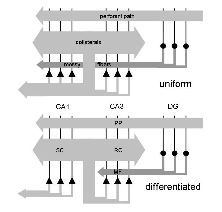 CA differentiation