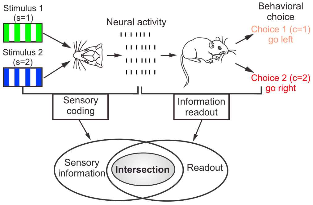 Panzeri et al Neuron 2017